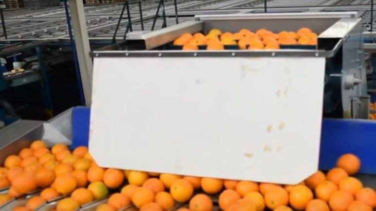oranges oranges